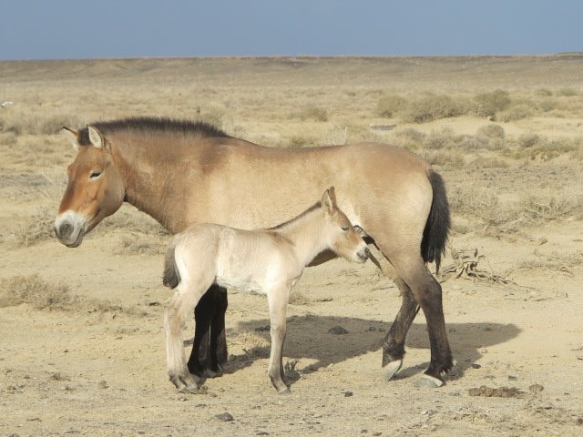 A proposito di cavalli della Mongolia