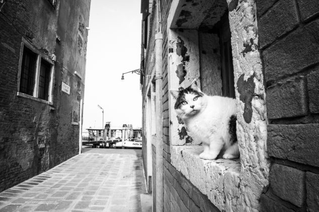Ritratti di gatti veneziani 